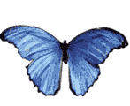 gif-anime-papillon-2-gratuit.gif