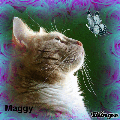 chat et papillon