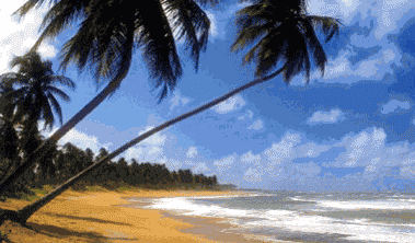 plage-et-palmier.gif