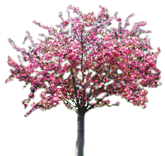 arbre en fleurs