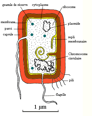 bactérie