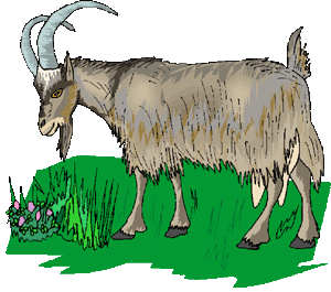 bouc.gif