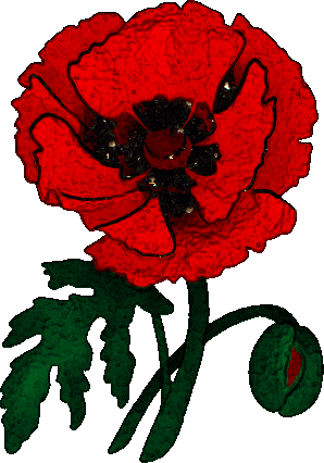 coquelicot