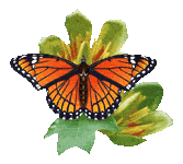 insectes-papillons-80.gif