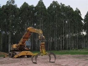 plantacion-de-eucaliptos-en-uruguay--Small-.jpg