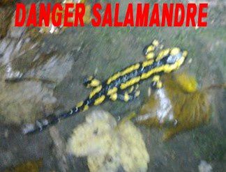 Salamandre.jpg