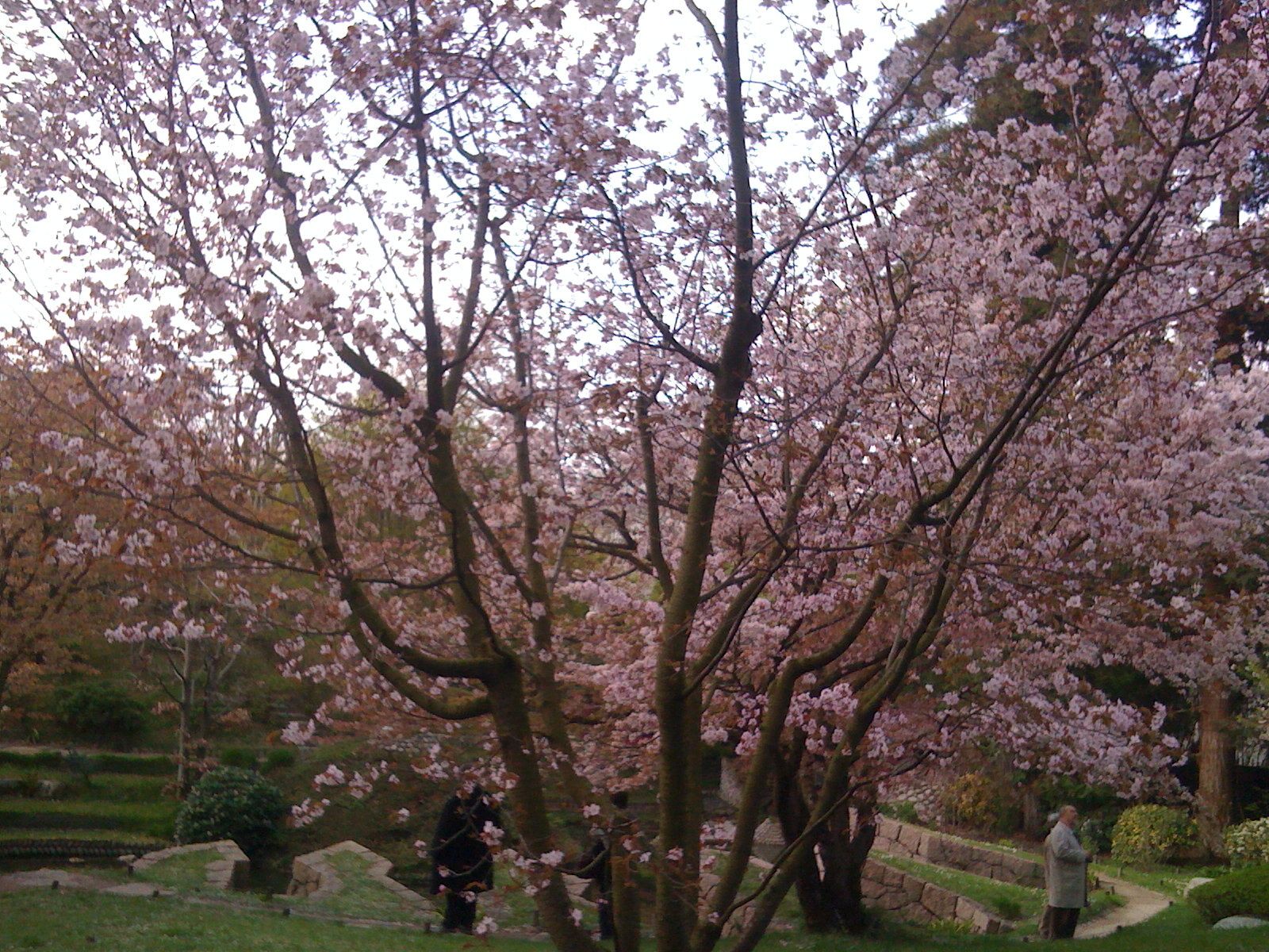 Jardin japonais Albert Kahn