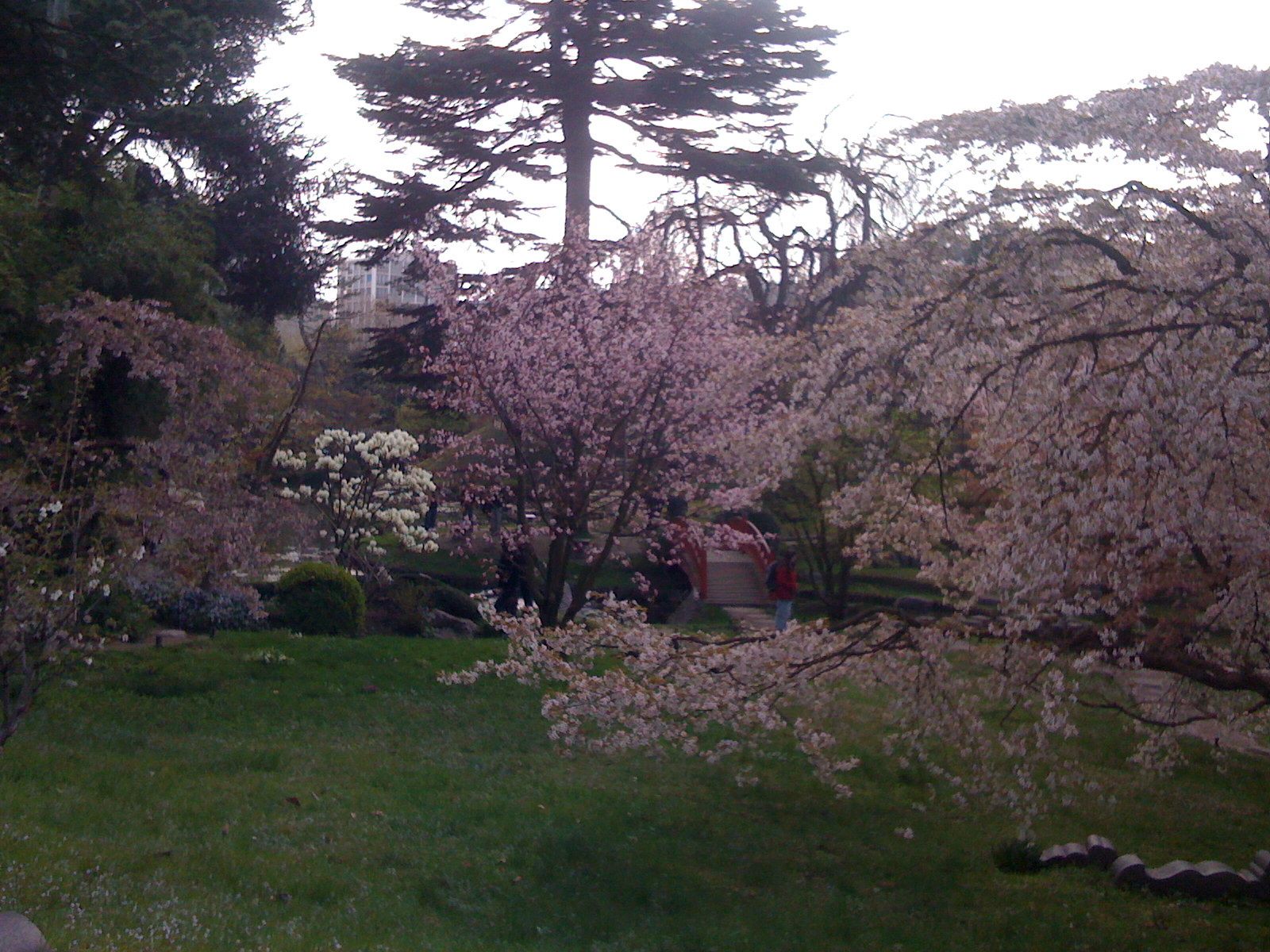 Jardin japonais Albert Kahn