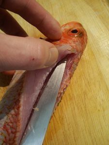 FileterPoissonRond9