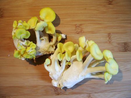 PleurotesBoutonsDor1