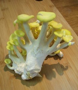 PleurotesBoutonsDor3