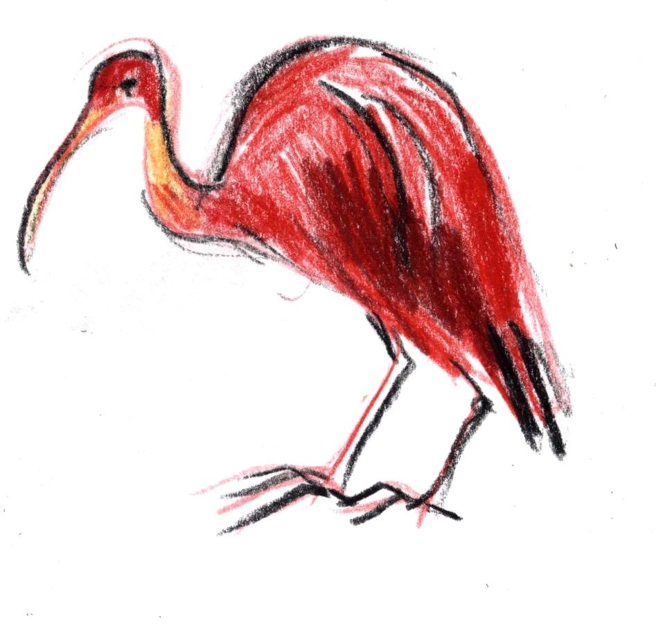 ibis rouge