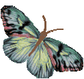 papillon39