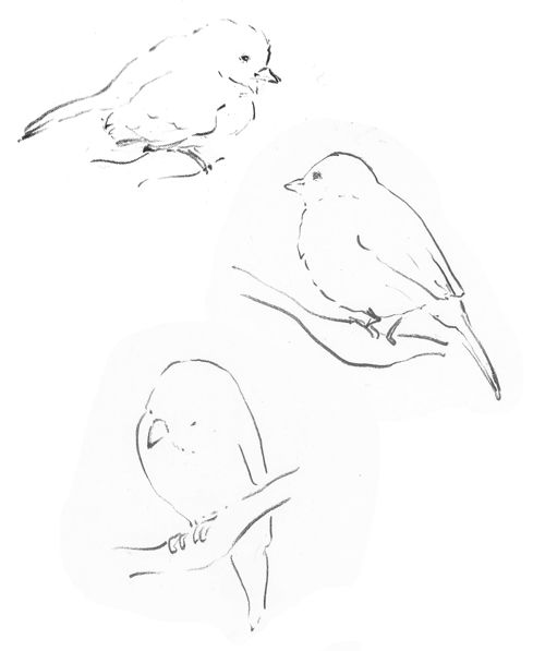 oiseaux1.jpg