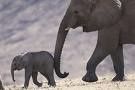 elephanteau.jpg
