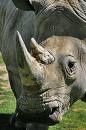 rhinoceros