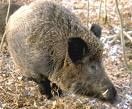 sanglier
