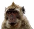 singe