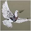 ART-Autour du mur-Gaza-JR et Banksy (27/04/2008)