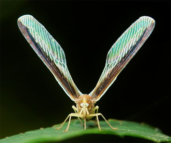 sinobug-lwderbigplanthopper