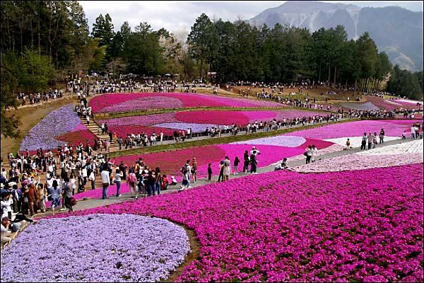JARDIN+NATURE-Fleurs-Pelouse rose au parc Hitsujiyama au Japon