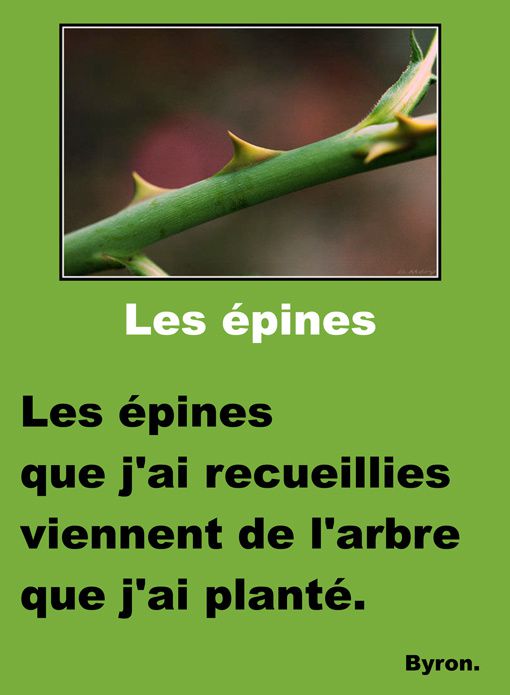 Les-epines.jpg