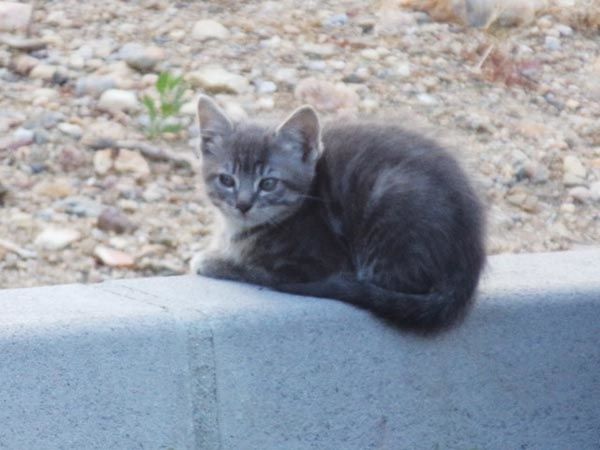 chaton_gris.jpg