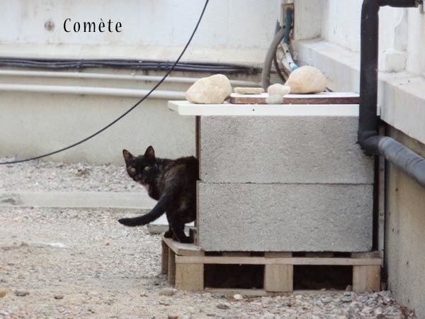 comete2-copie-1.jpg