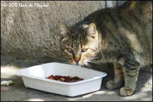 Un trappeur sachant trapper - Le blog de l'association SOS Chats de  l'Hôpital de Perpignan