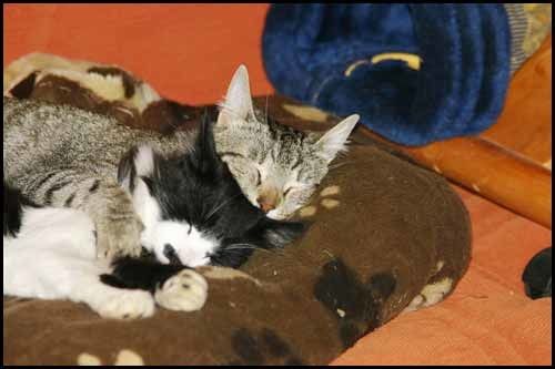 amoureux
