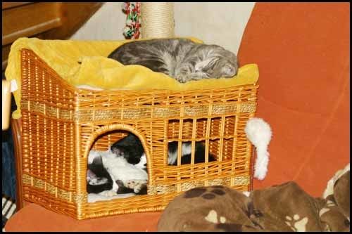 trois