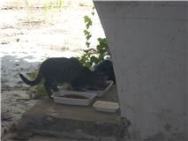 chatons-C.jpg