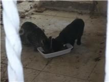 chats-C.jpg