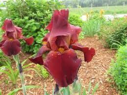 images-Iris-germania-.jpg