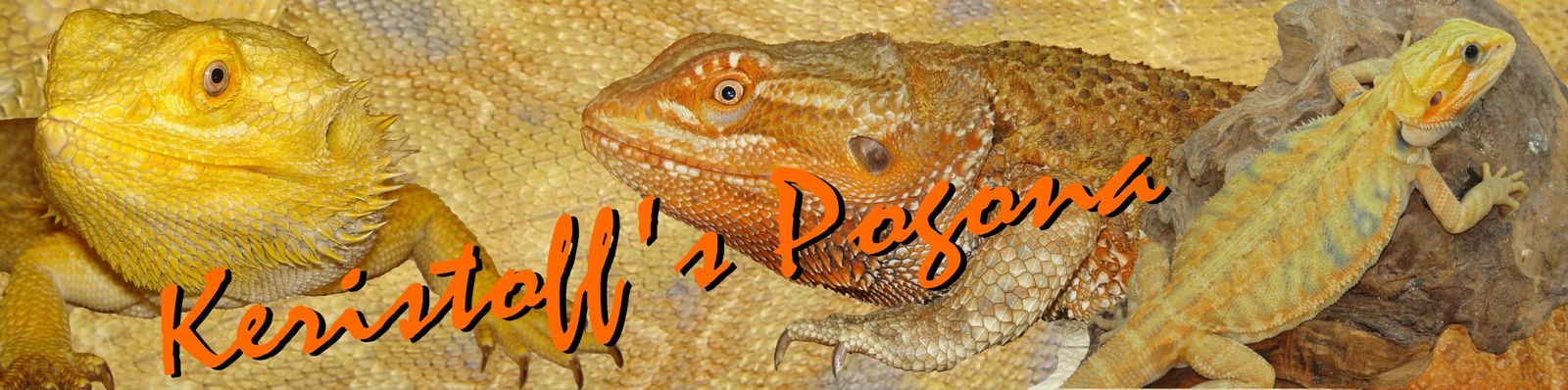 rencontre pogona