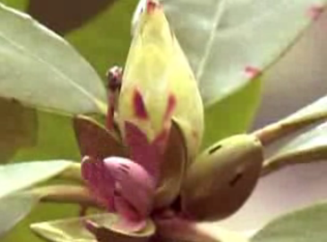 plantes carnivores plantes carnivores