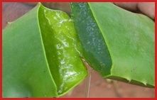 aloe-vera-coupe.jpg