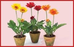gerbera.jpg