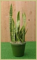 sanseveria.jpg
