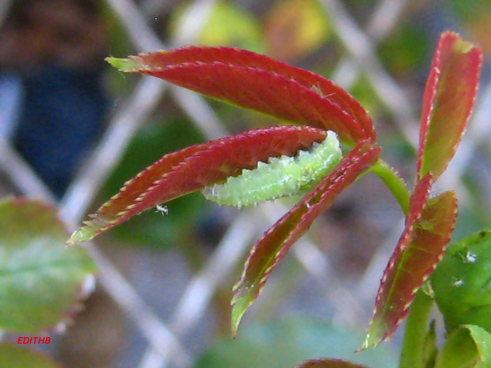 CHENILLE VERTE ET PETIT INSECTE SUR UNE FEUILLE ROUGE null