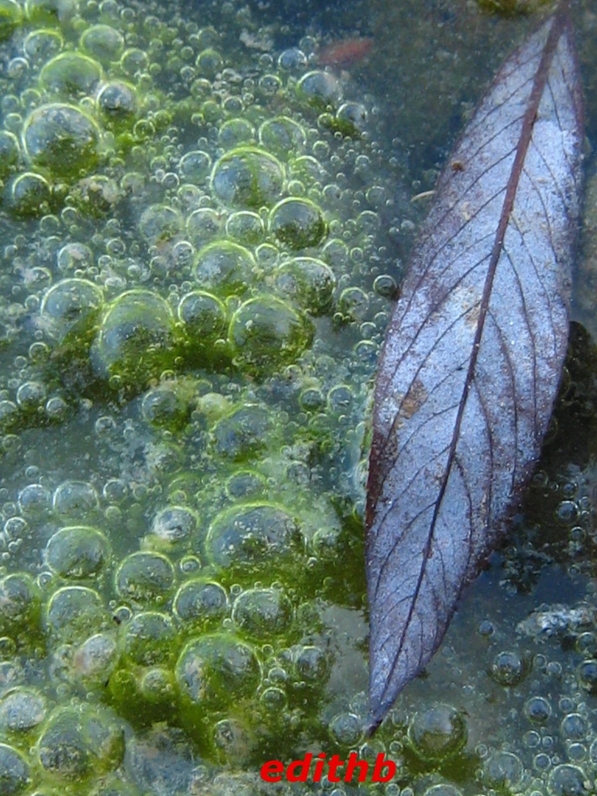 PHOTO ALGUES VERTE ET UNE FEUILLE DANS LA RIVIERE LE TARN A AGUESSAC EN AVEYRON FRANCE null