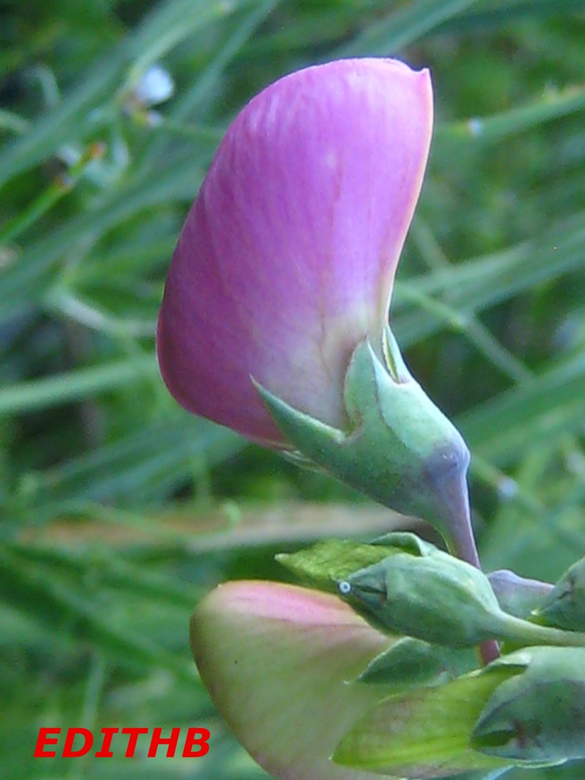 PHOTO D'UNE FLEUR DE POIS DE SENTEUR PRETE A S'OUVRIR null