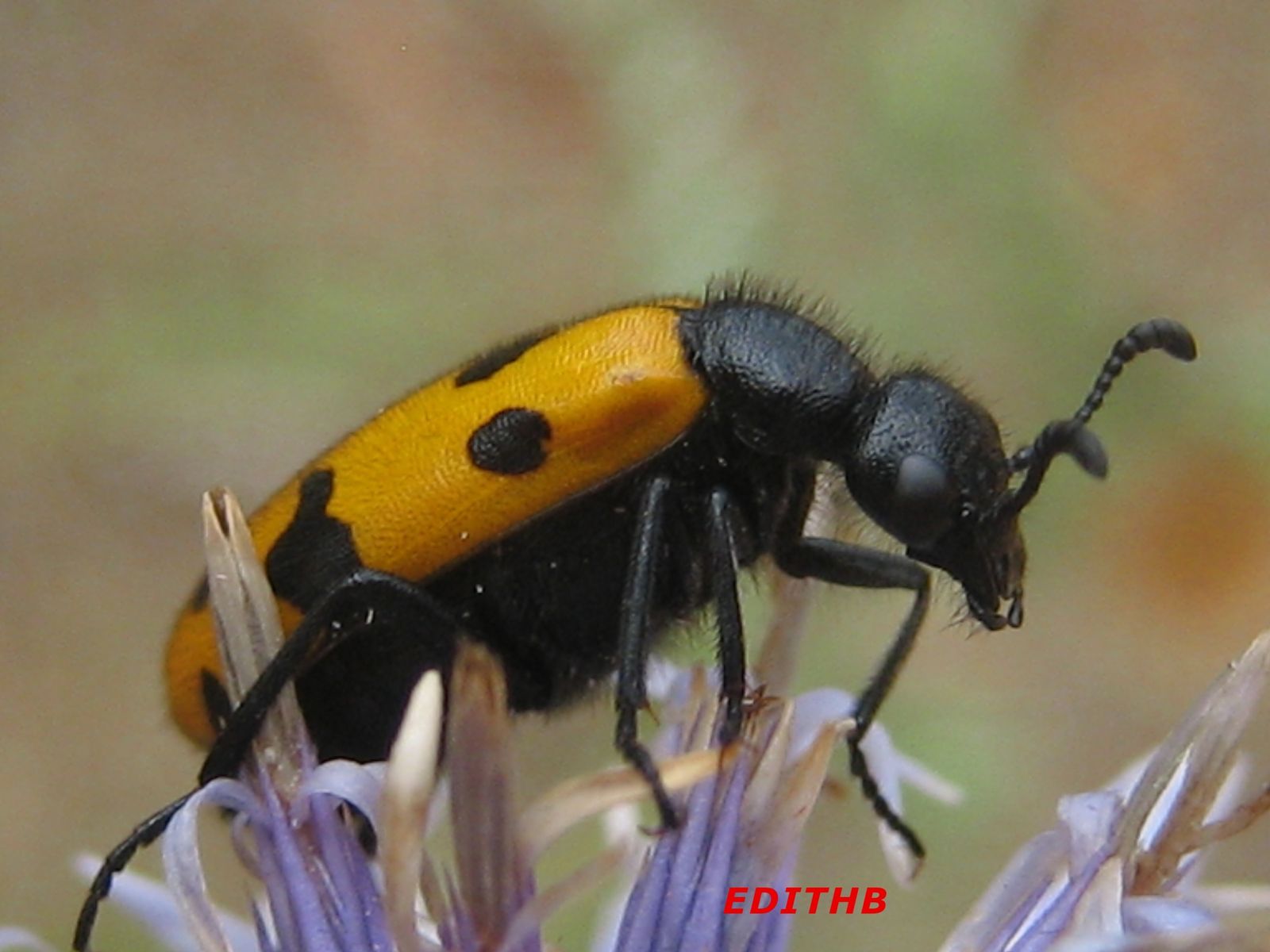 PHOTO MACRO D'UN INSECTE ORANGE ET NOIR SUR LE PLATEAU DU LARZAC EN AVEYRON null