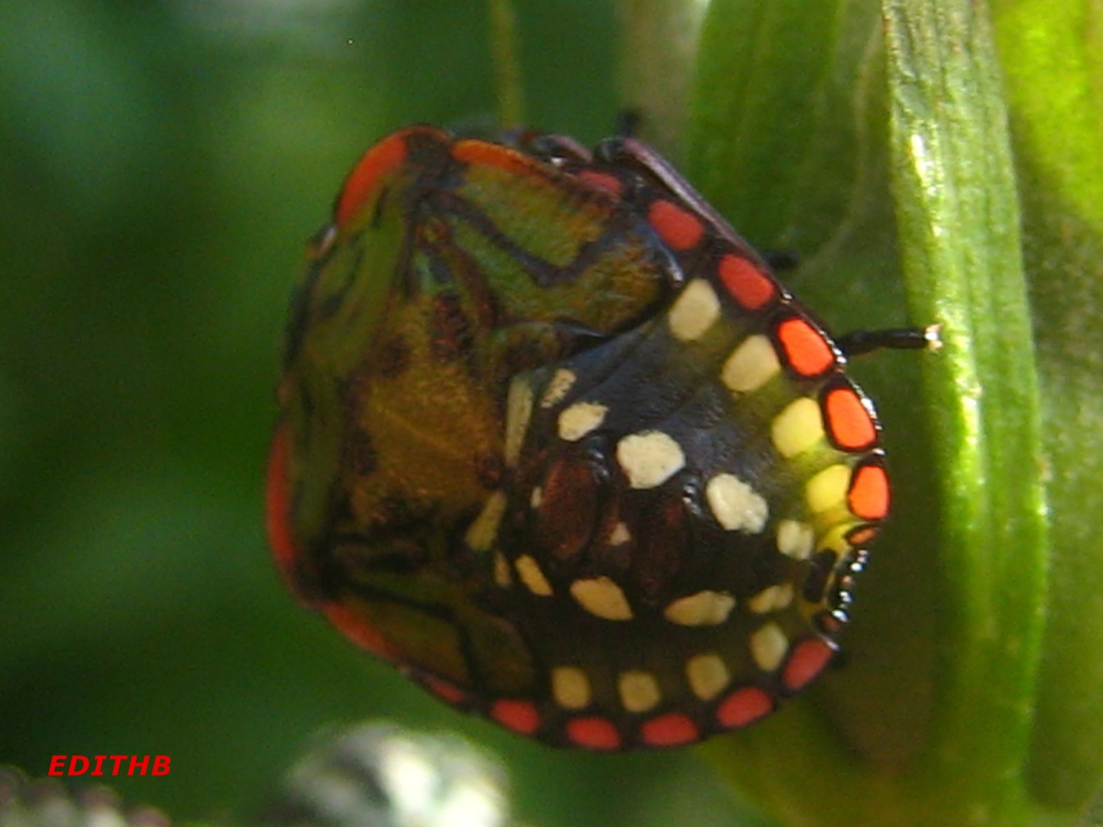 Insectes Punaises Araignee Gendarmes Photos Macro Edithb