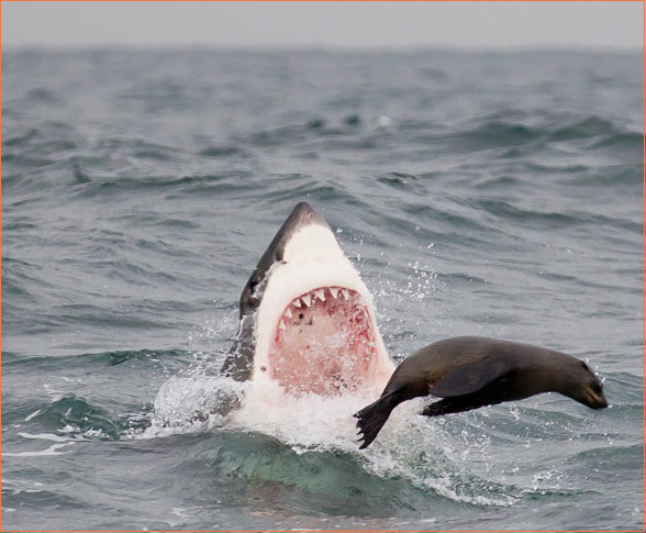 requin en chasse