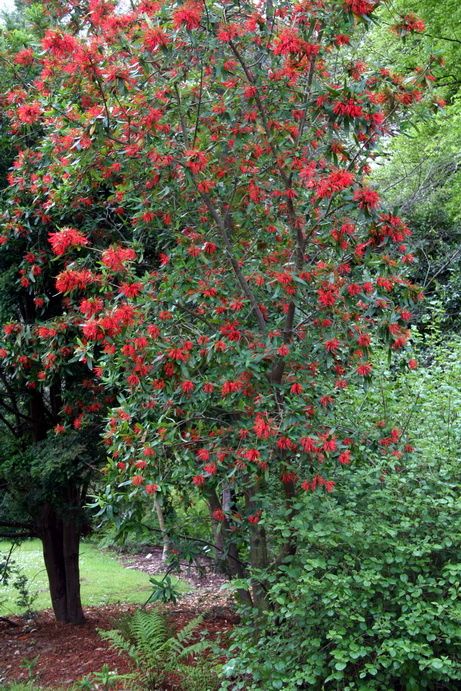 A la sortie du jardin, ne ratez pas l\\u0027arbre de feu du chili (Embothrium coccineum) dont les fleurs rouge vif illuminent le printemps dès le début du
