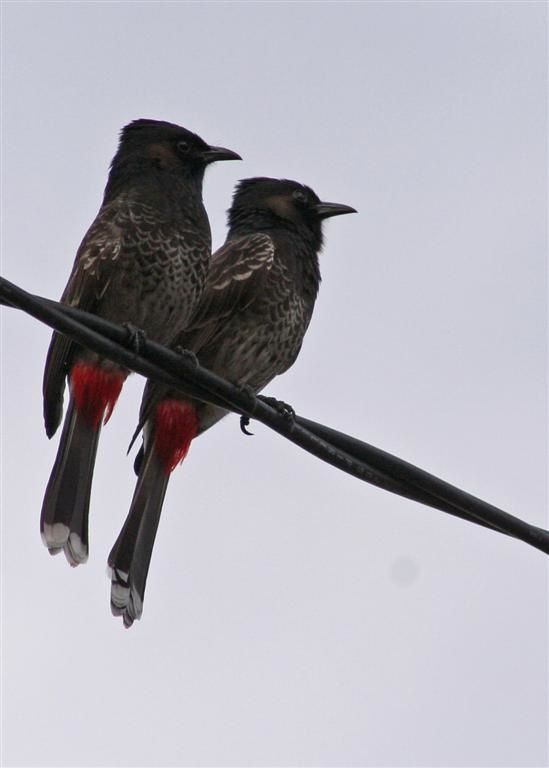 Site de rencontre oiseaux