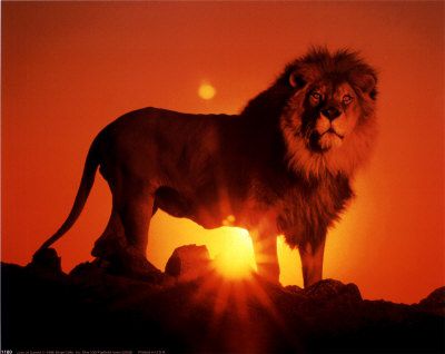 1180~Lion-at-Sunset-Posters