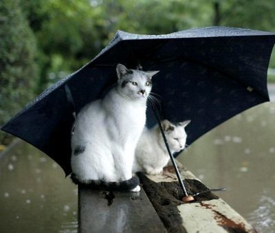 normal_un_petit_coin_de_parapluie.jpg