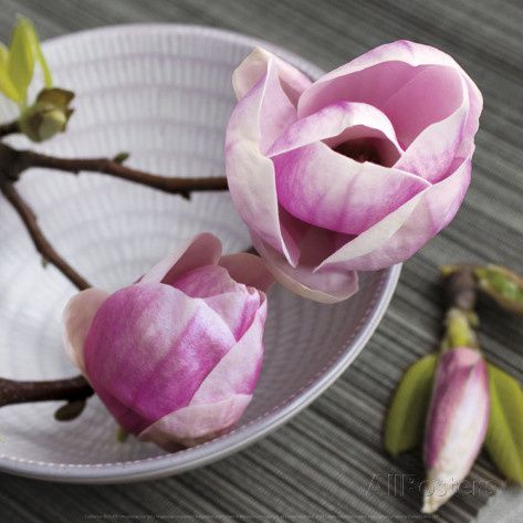 catherine-beyler-magnolia-sur-un-bol